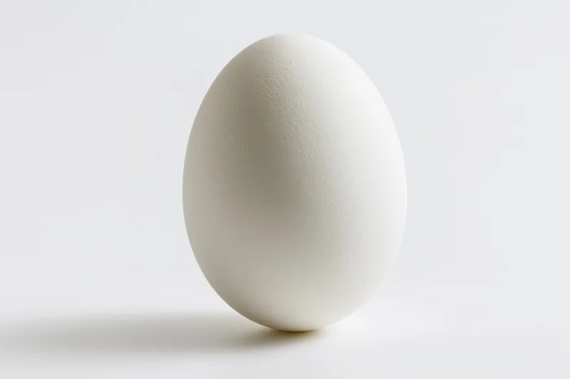 Single white chicken egg standing upright on a clean white surface