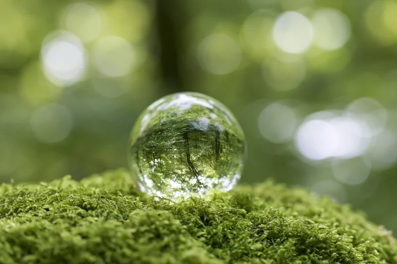 Clear glass sphere resting on vibrant green moss in a sunlit forest with blurred foliage background