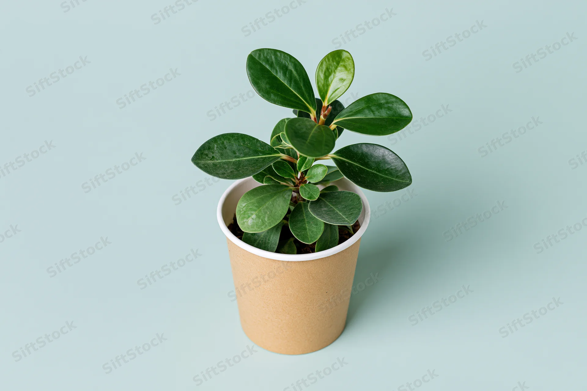 Small green plant with glossy oval leaves growing in a paper cup on a light mint background