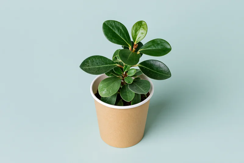 Small green plant with glossy oval leaves growing in a paper cup on a light mint background