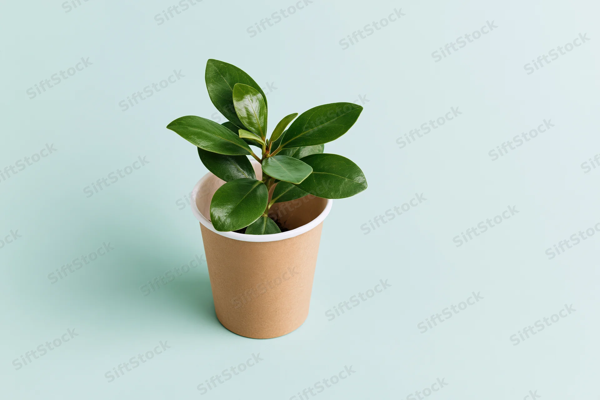Small green plant with glossy oval leaves growing in a brown paper cup on a light mint background