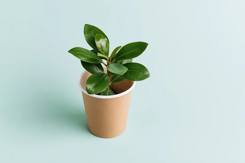 Small green plant with glossy oval leaves growing in a brown paper cup on a light mint background