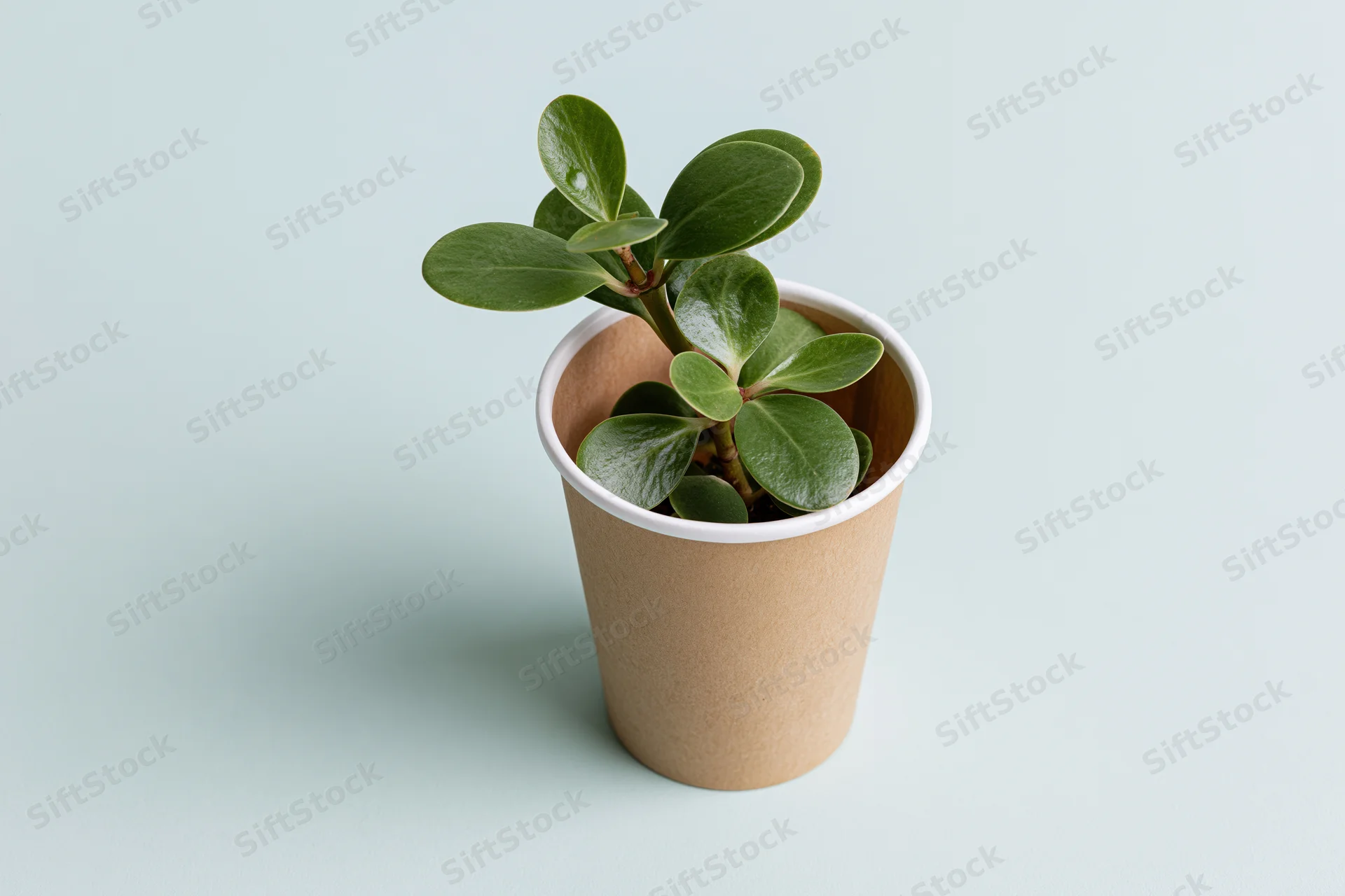 Small green succulent plant growing in a brown paper cup on a light background