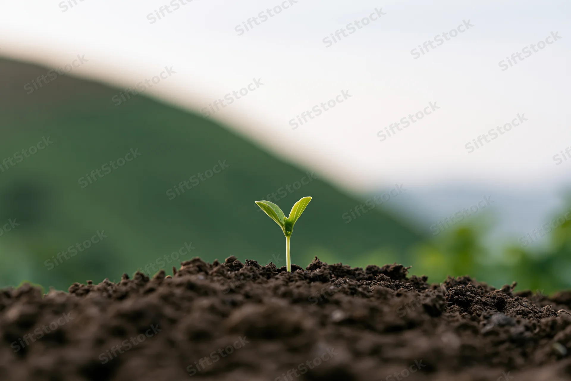 Small green seedling sprouting from dark brown soil in a rural field with blurred hills in the background