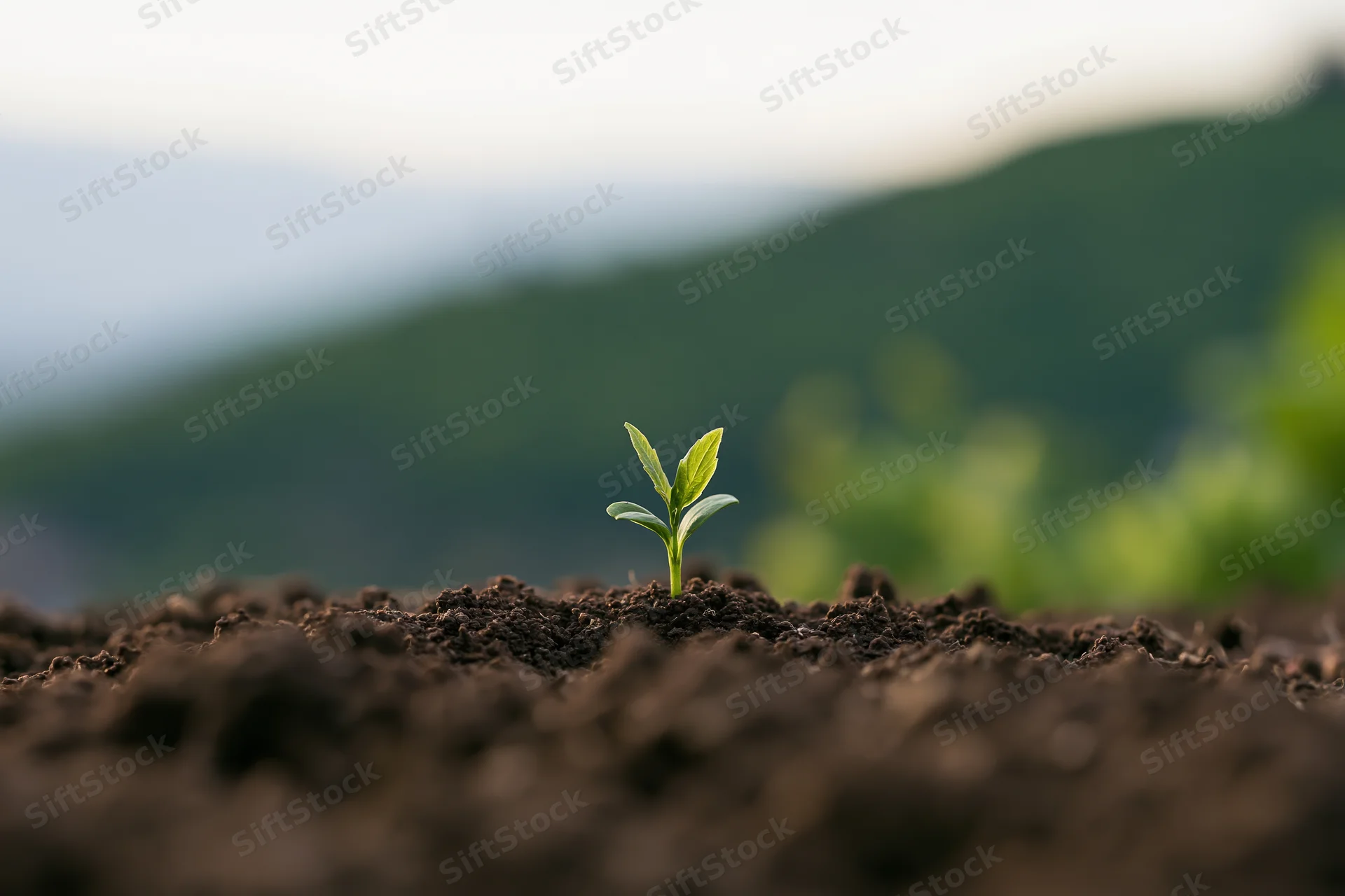 Small green seedling sprouting from dark soil in a natural outdoor setting with blurred hills in the background