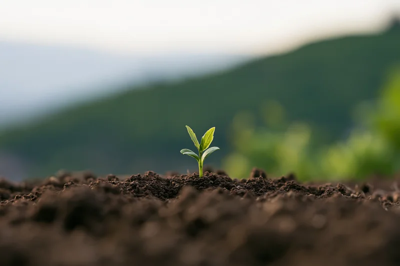 Small green seedling sprouting from dark soil in a natural outdoor setting with blurred hills in the background