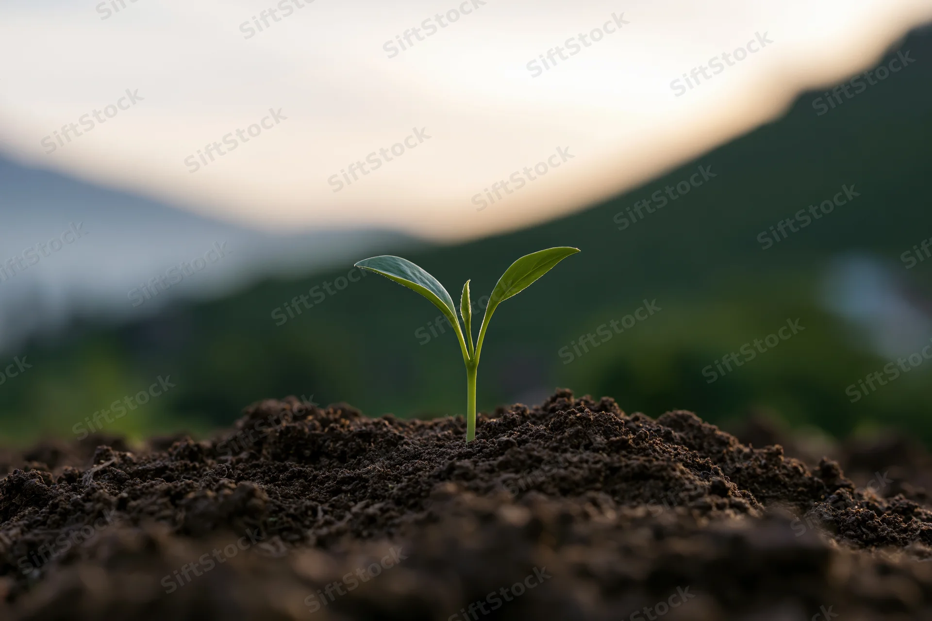 Small green seedling sprouting from dark brown soil in a mountainous outdoor setting