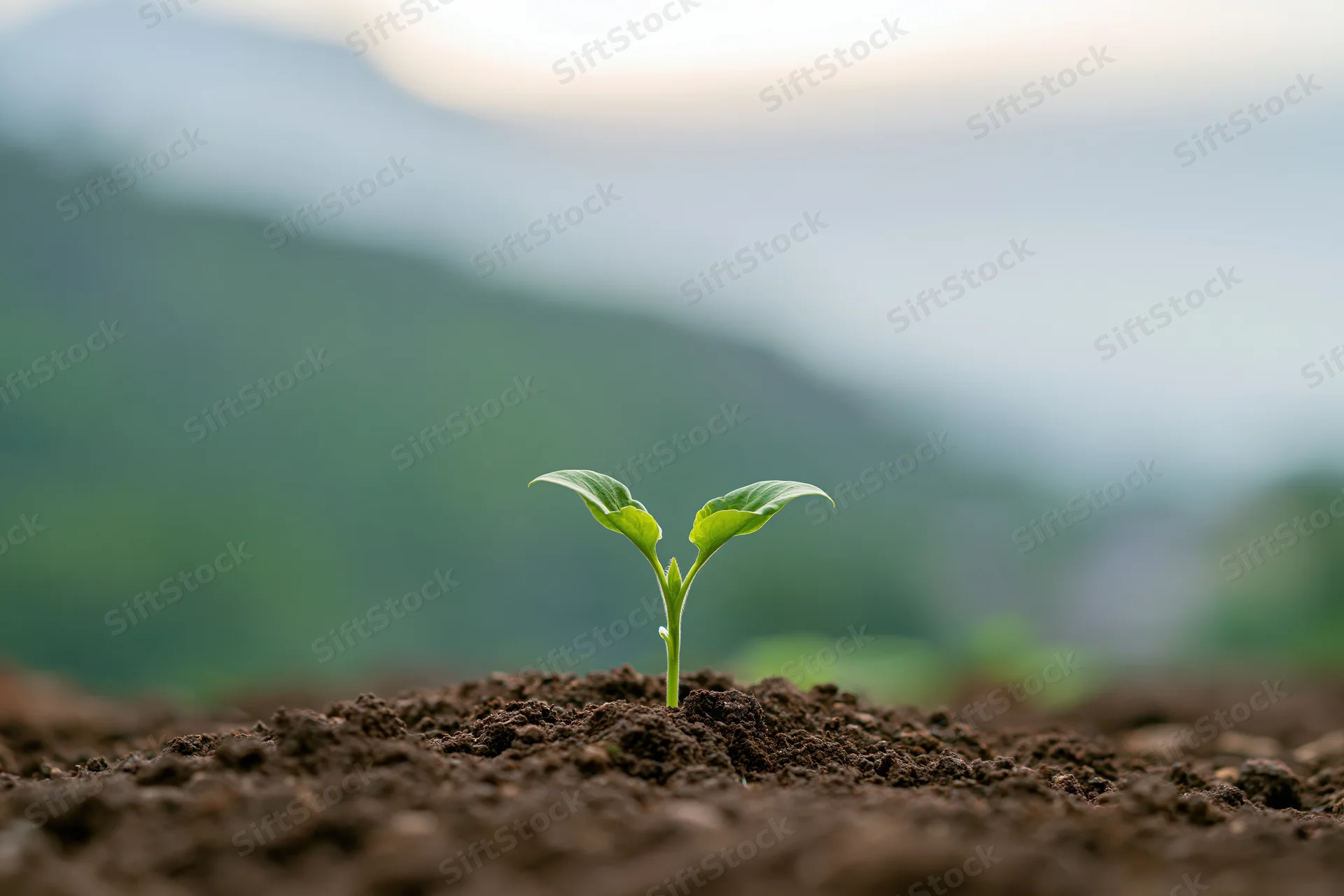 Small green seedling sprouting from dark brown soil in a natural outdoor setting with blurred mountains in the background