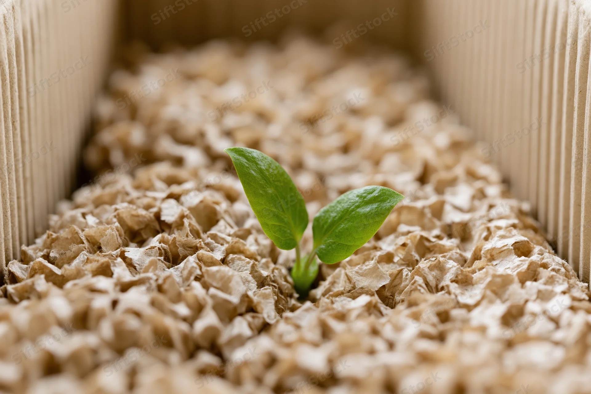 Small green seedling sprouting from crumpled paper filler inside a cardboard box