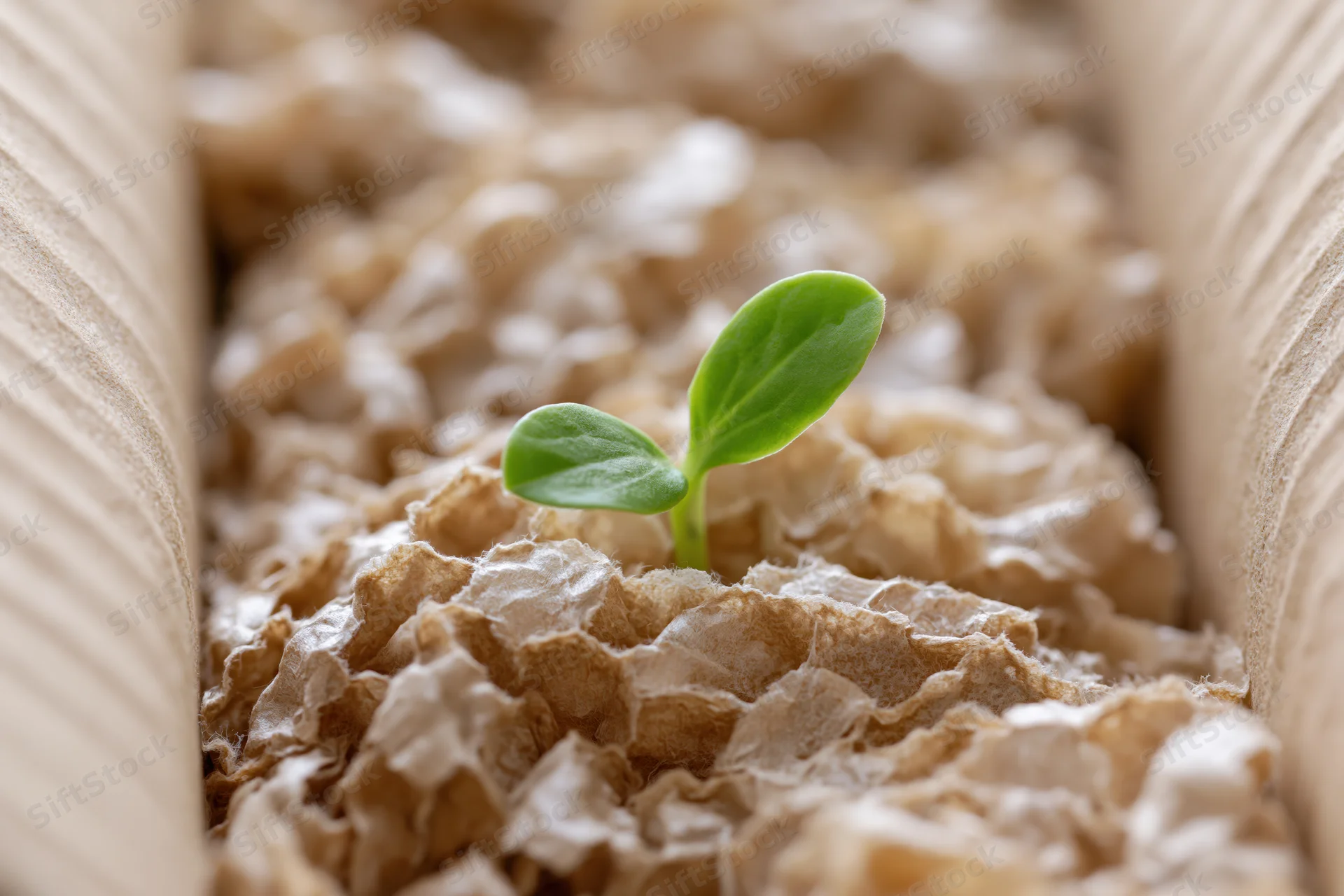 Small green seedling sprouting from fibrous pulp material in a paper container