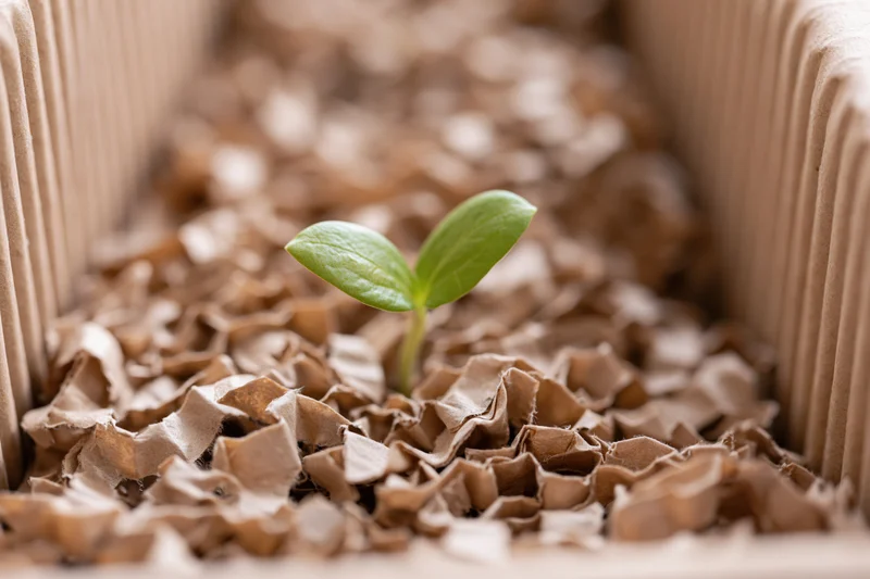 Small green seedling sprouting from crumpled brown paper inside a cardboard box