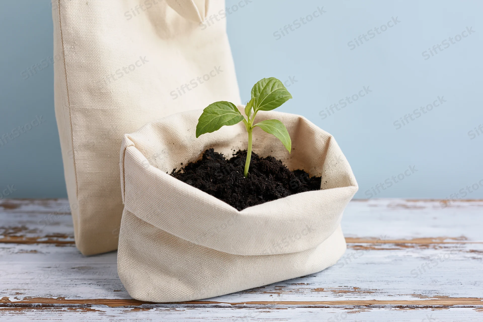 Small green seedling growing in dark soil inside a canvas tote bag on a wooden surface