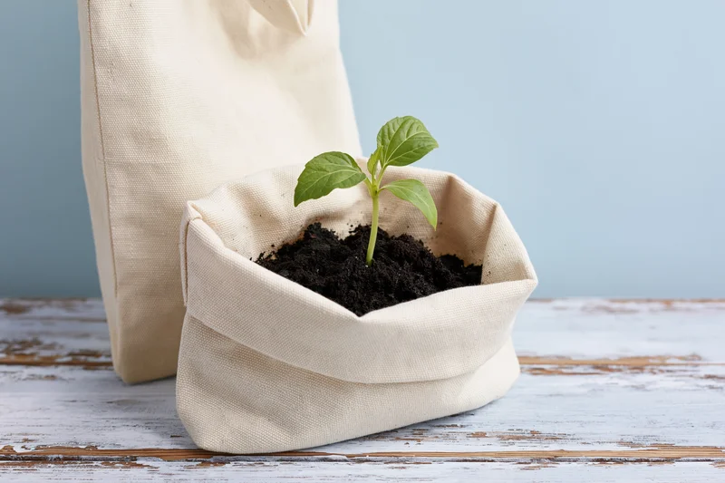 Small green seedling growing in dark soil inside a canvas tote bag on a wooden surface