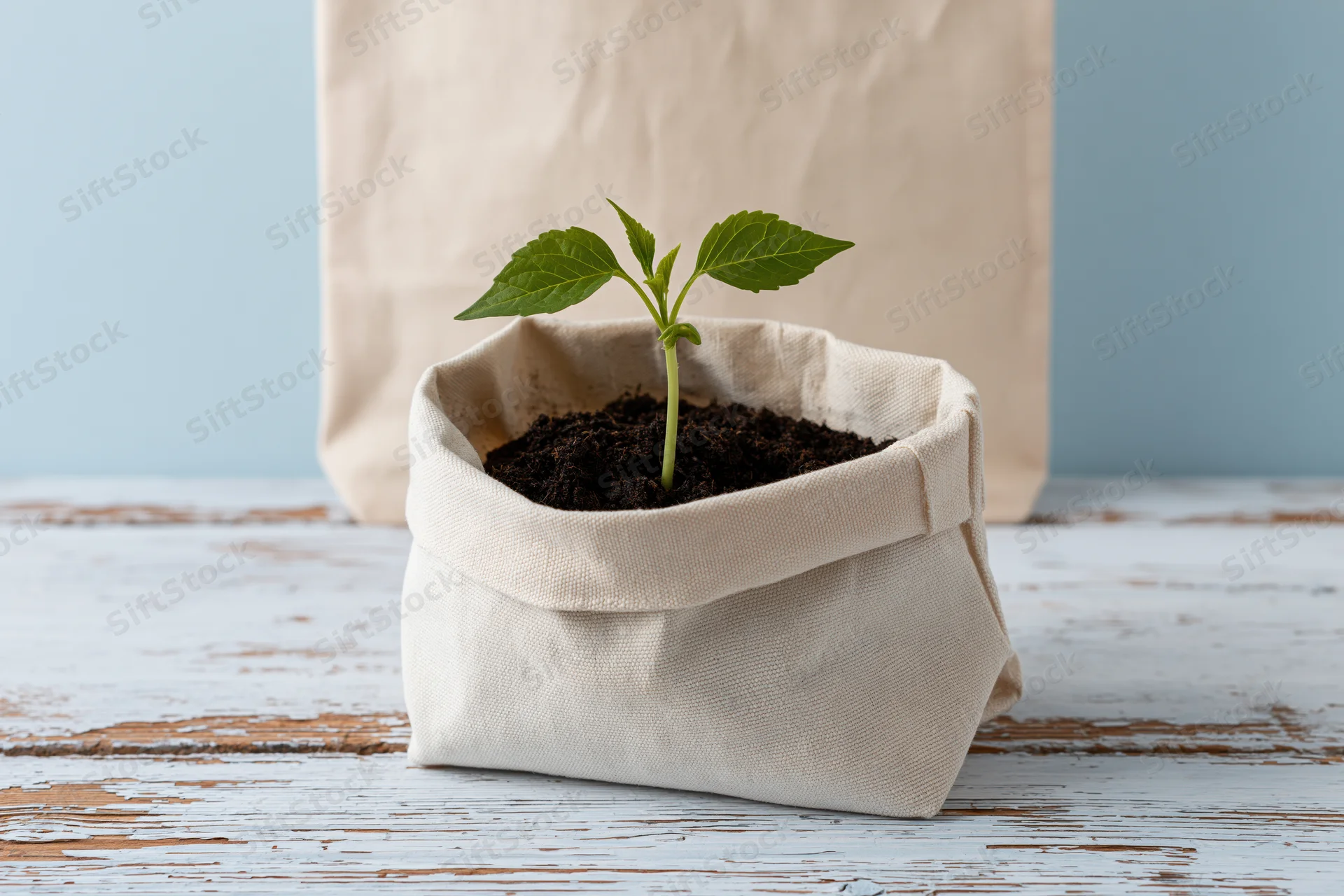 Small green seedling growing in dark soil inside a fabric bag on a wooden surface