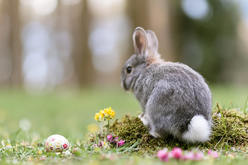 Small grey rabbit sitting with back to camera on mossy ground among flowers and an easter egg in a grassy field