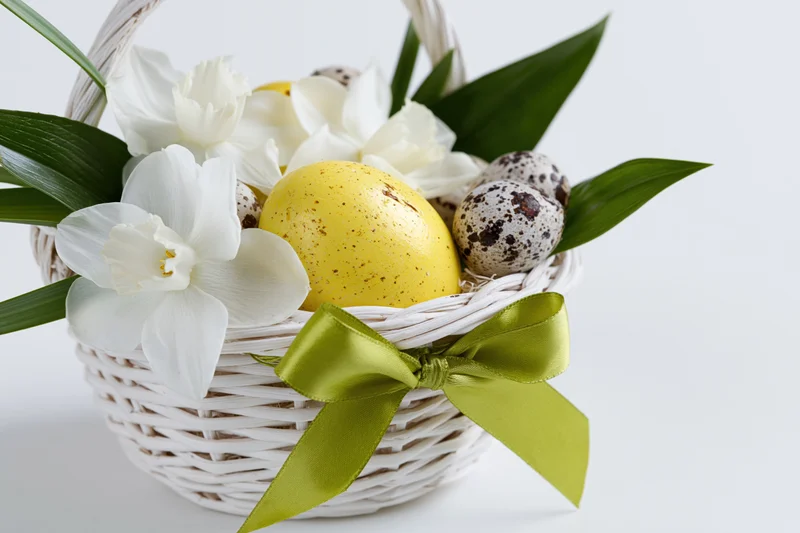 White wicker easter basket filled with yellow painted egg, speckled quail eggs, white daffodils and green ribbon bow on white background