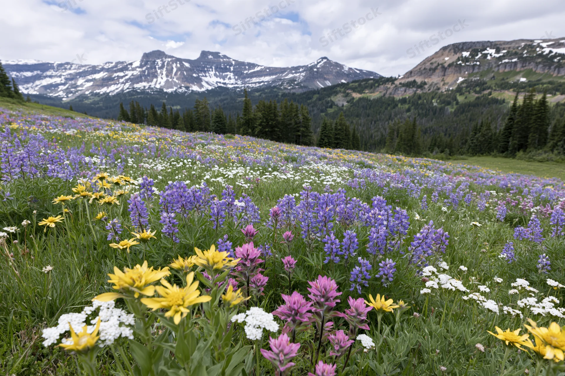 Alpine meadow filled with blooming wildflowers including purple lupine, yellow arnica, and pink paintbrush near snow-capped mountains