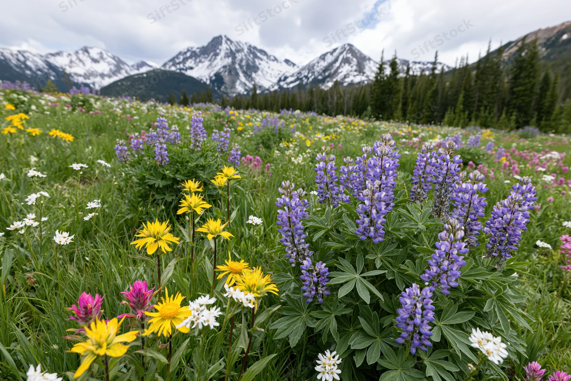 Alpine meadow filled with wild lupine, yellow arnica, and pink pain flowers beneath snow-capped mountains and conifer forest