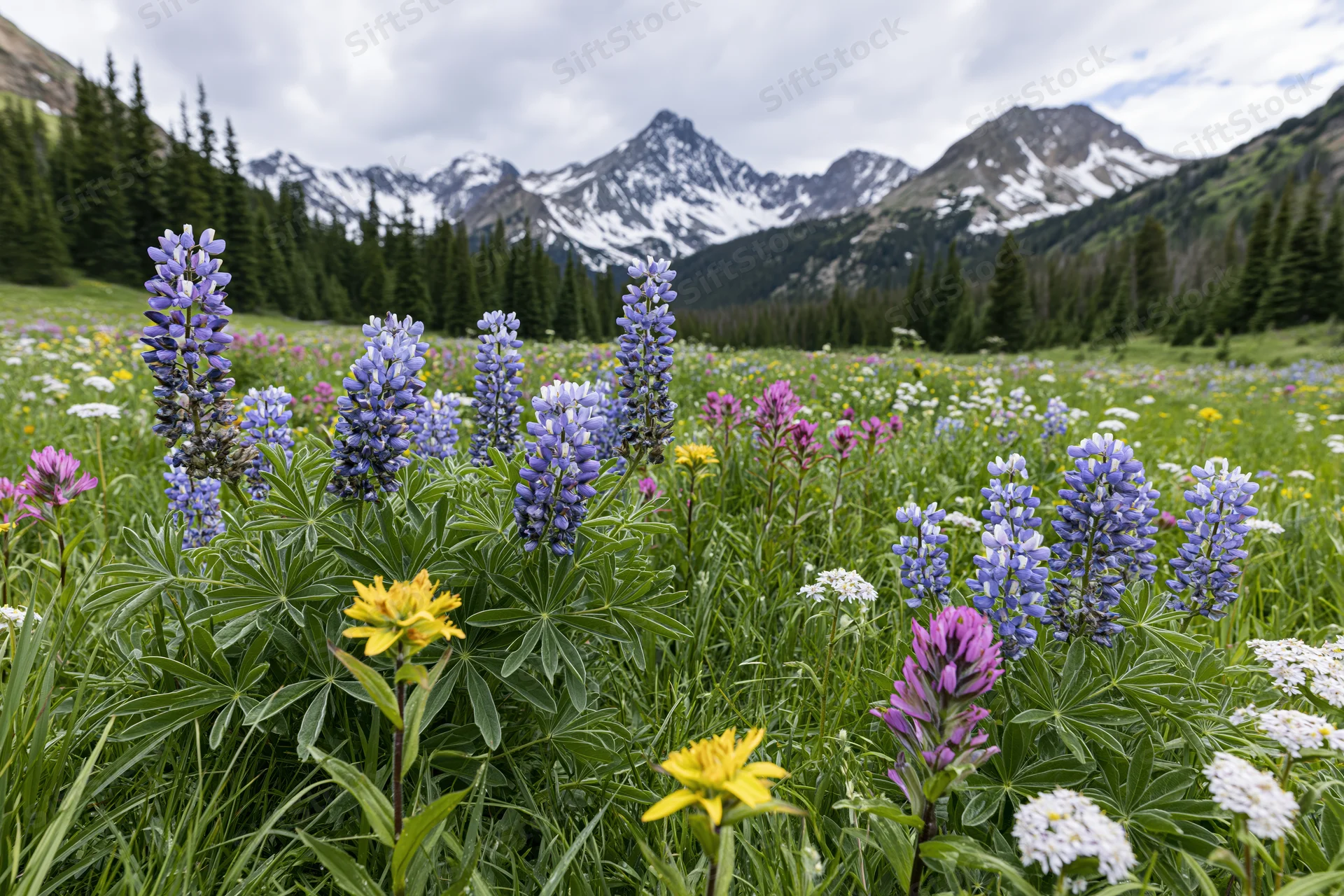 Alpine meadow filled with blooming wildflowers including lupine, arnica, and pink pain near snow-capped mountains