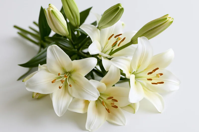 Bouquet of white lilies with open blooms and closed buds arranged on a plain white surface