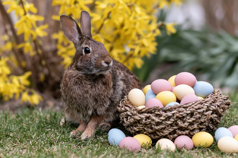 Brown rabbit sitting alert beside a woven basket filled with pastel easter eggs on green grass near blooming forsythia flowers