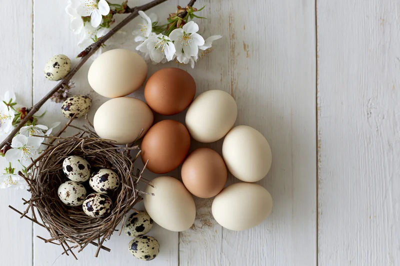 Chicken and quail eggs arranged with a twig nest and blossoming branch on a white wooden surface