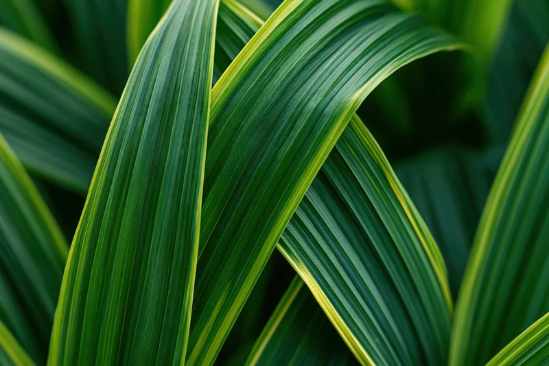 Overlapping long green leaves with yellow edges arranged in a dense natural pattern