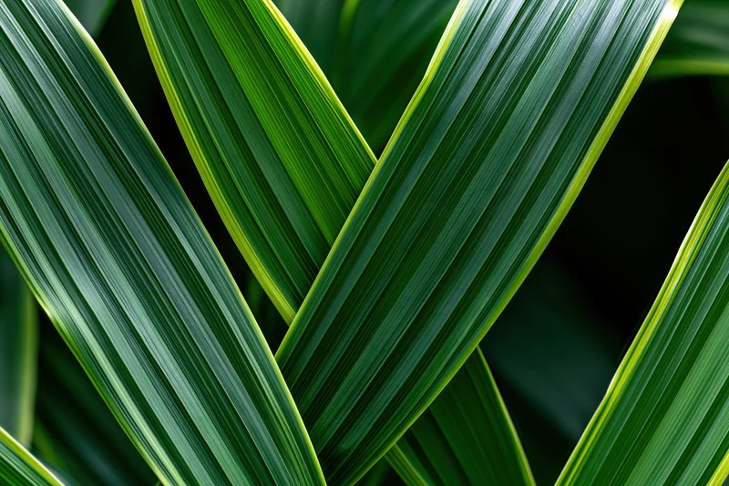 Overlapping long green leaves arranged in a dense natural pattern