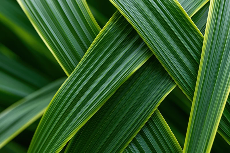 Overlapping long green leaves arranged in a dense pattern with yellow edges, forming a natural abstract texture