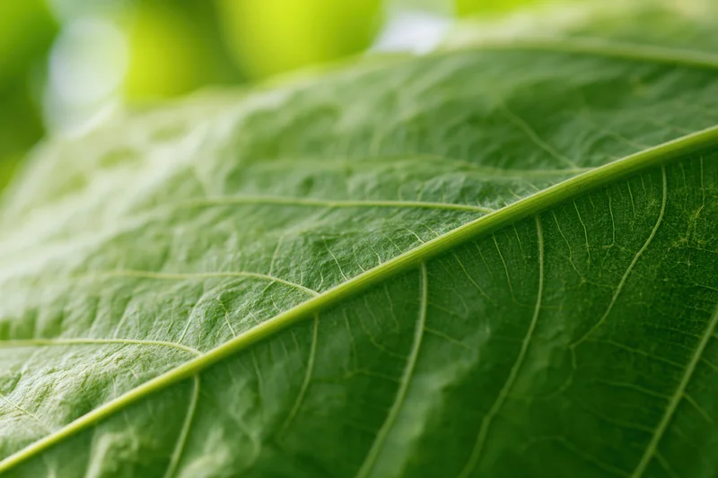 Close-up of a large green leaf showing detailed veins and texture against a blurred natural background