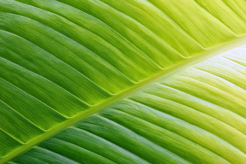Close-up of a large tropical leaf showing detailed veins and vibrant green texture filling the frame