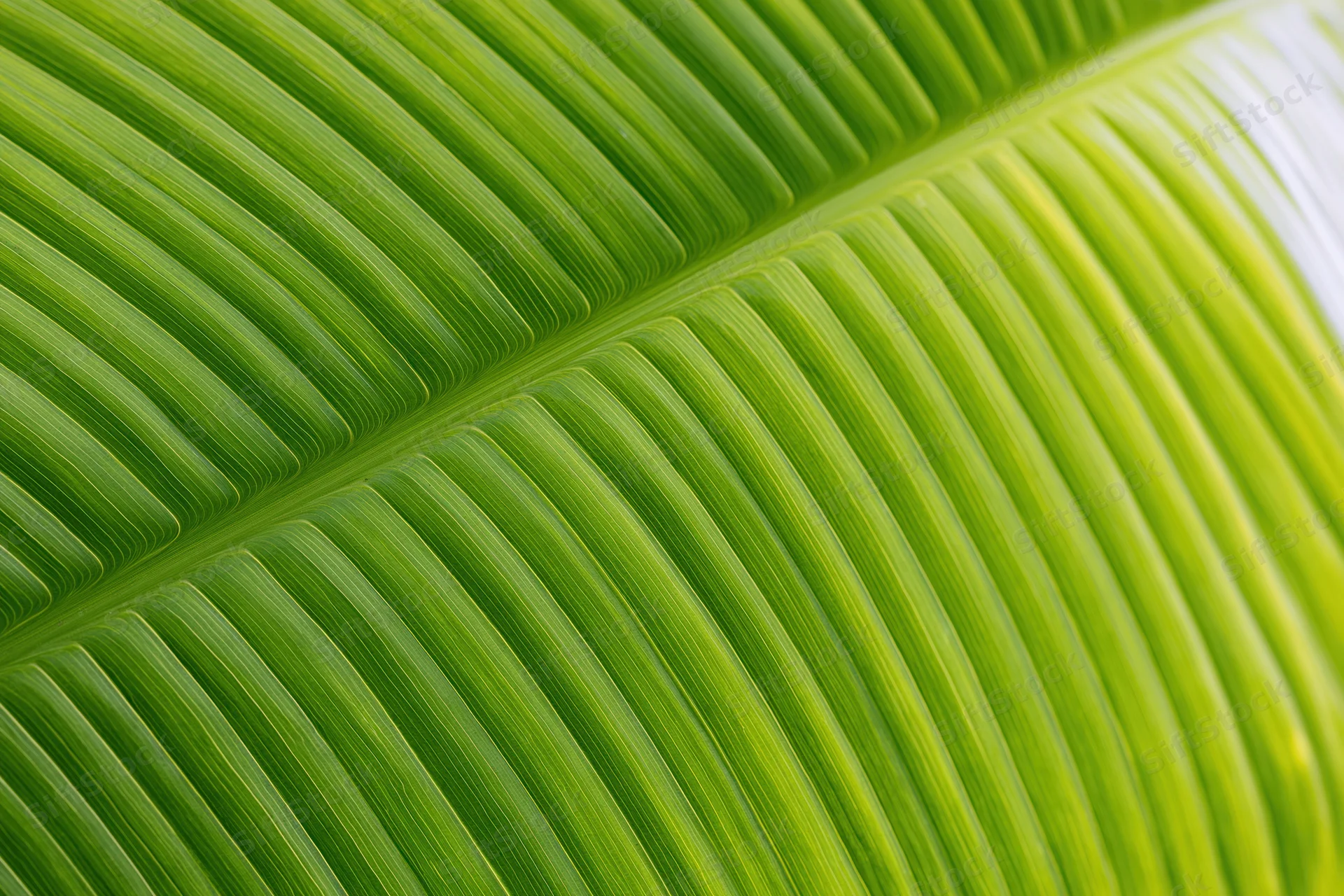 Close-up of a large tropical leaf showing detailed veins and vibrant green texture filling the frame