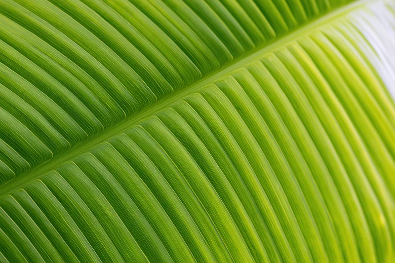 Close-up of a large tropical leaf showing detailed veins and vibrant green texture filling the frame