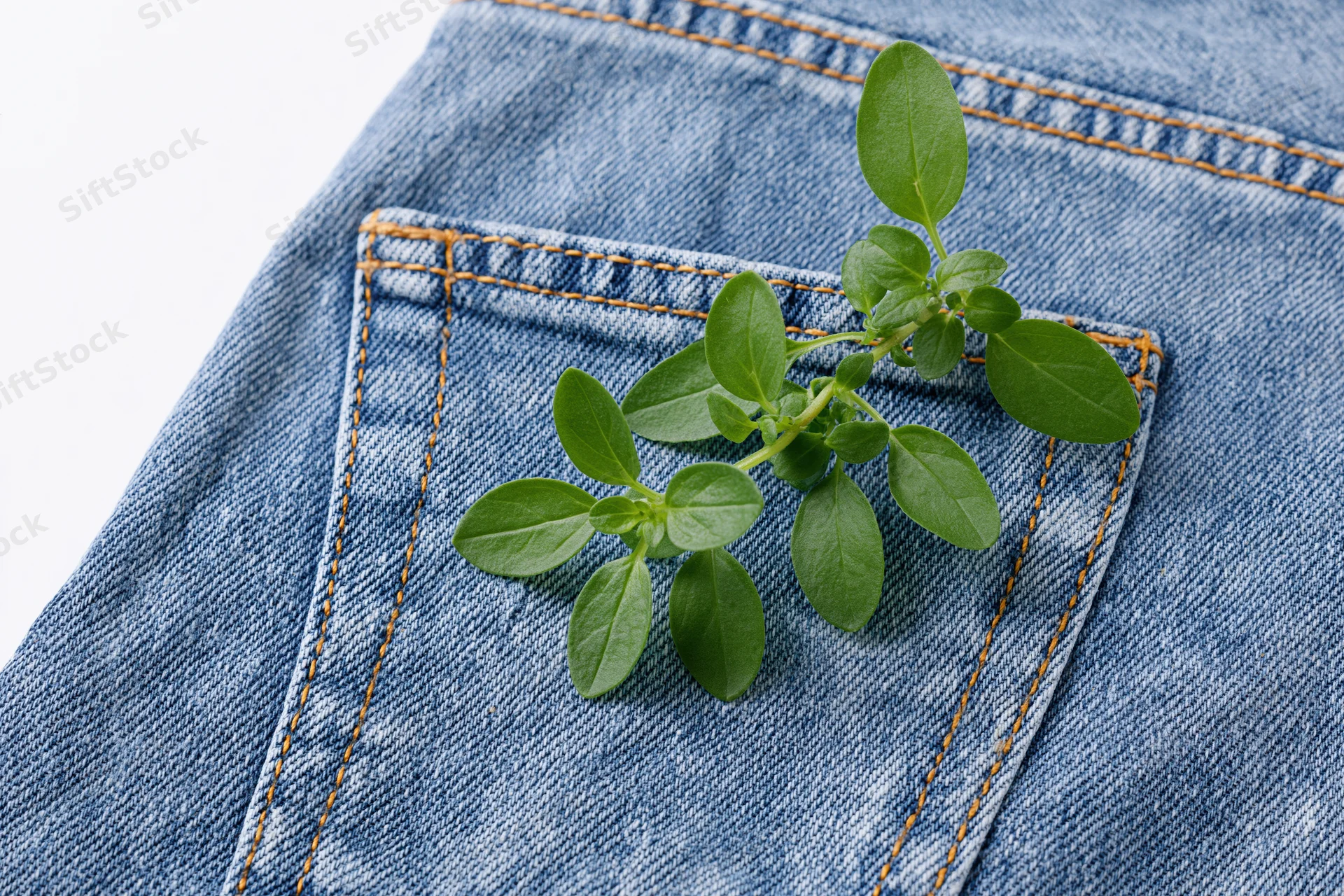 Small green herb sprig resting on denim jeans pocket