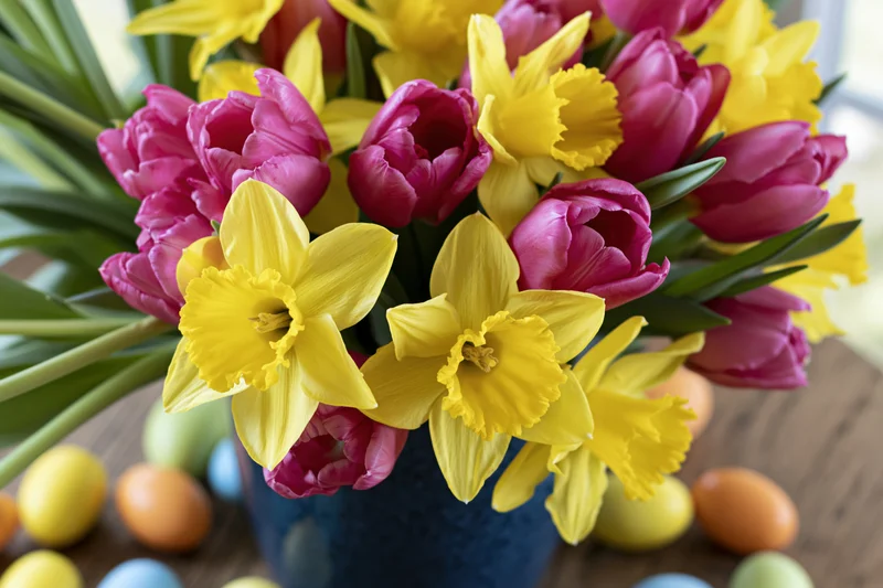 Spring flower bouquet with yellow daffodils and pink tulips in blue vase on wooden table surrounded by easter eggs