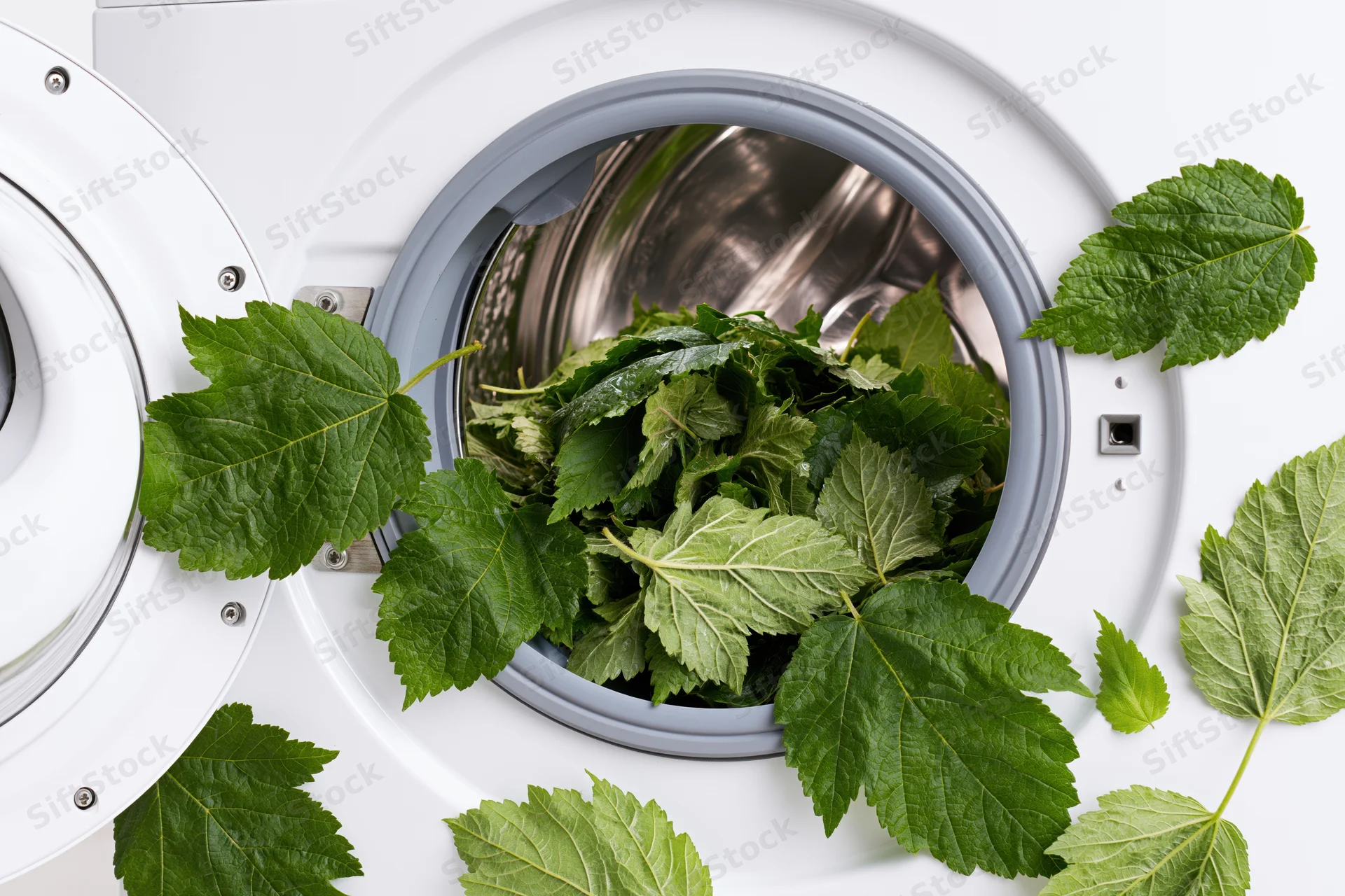 Open door of white front-loading washing machine revealing drum filled with green leaves