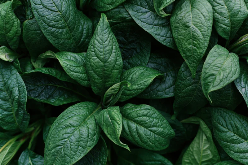 Dense cluster of broad green leaves filling the frame