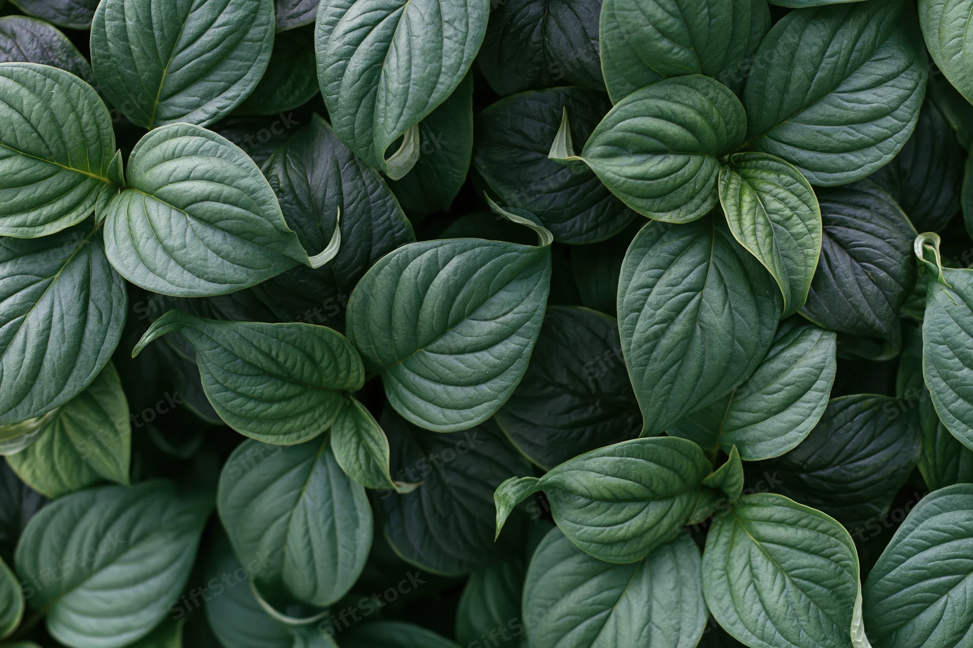 Dense cluster of broad green leaves filling the frame