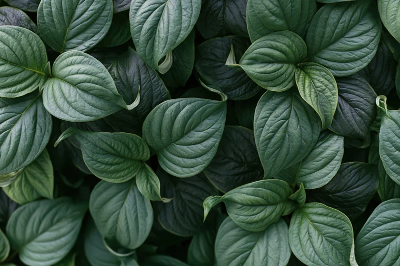 Dense cluster of broad green leaves filling the frame