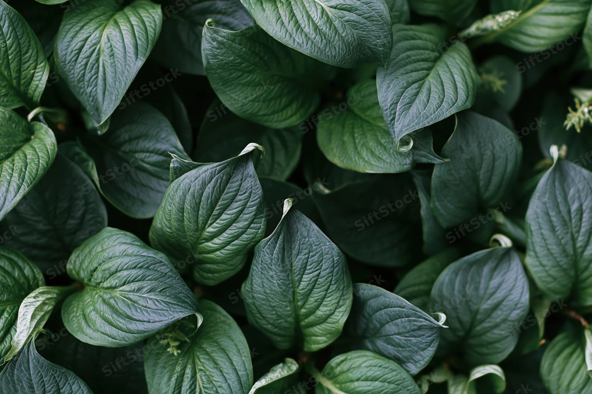 Dense cluster of broad green leaves filling the frame