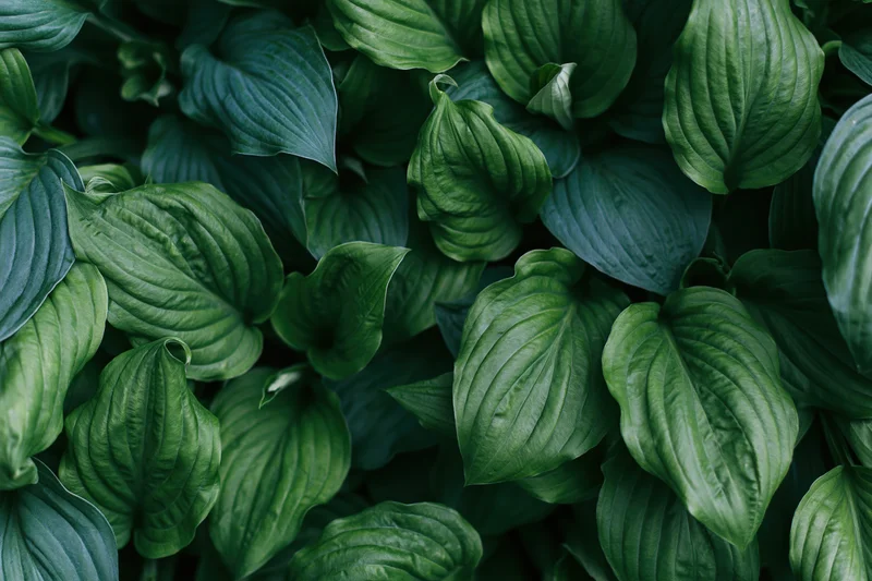 Dense cluster of broad green leaves filling the frame