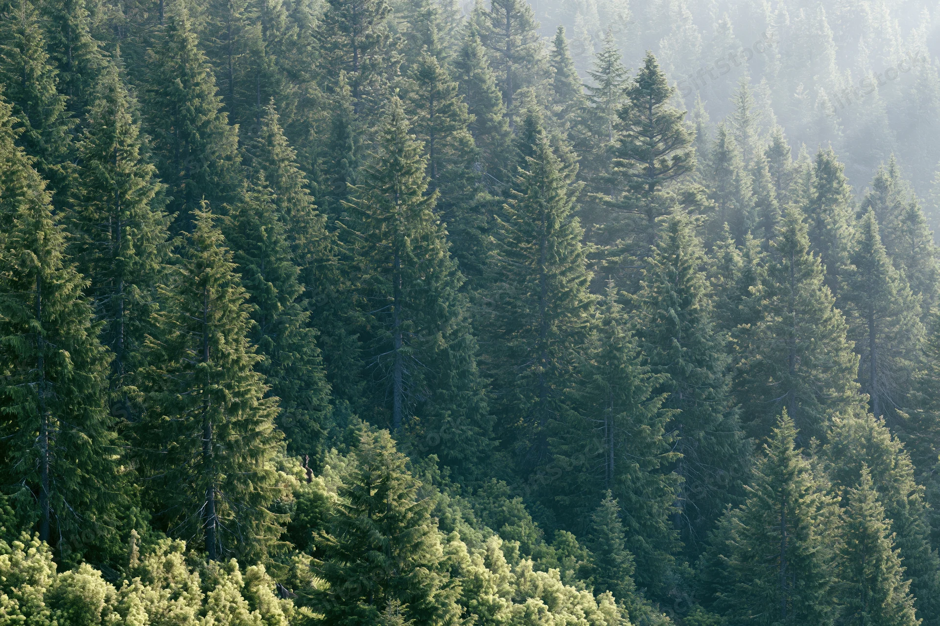 Dense conifer forest covering a mountain slope with tall fir and pine trees in natural light