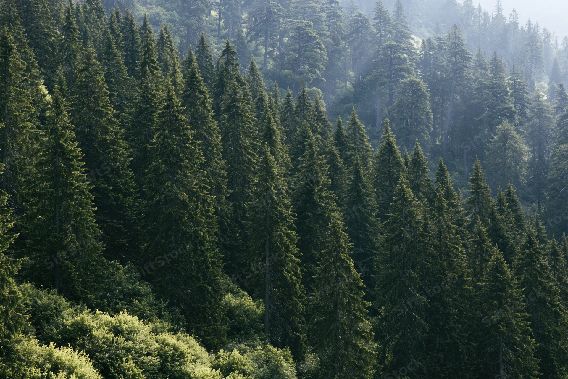 Dense conifer forest covering a mountain slope with tall fir and pine trees