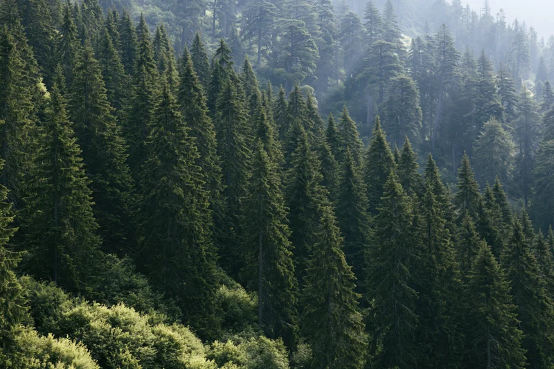 Dense conifer forest covering a mountain slope with tall fir and pine trees