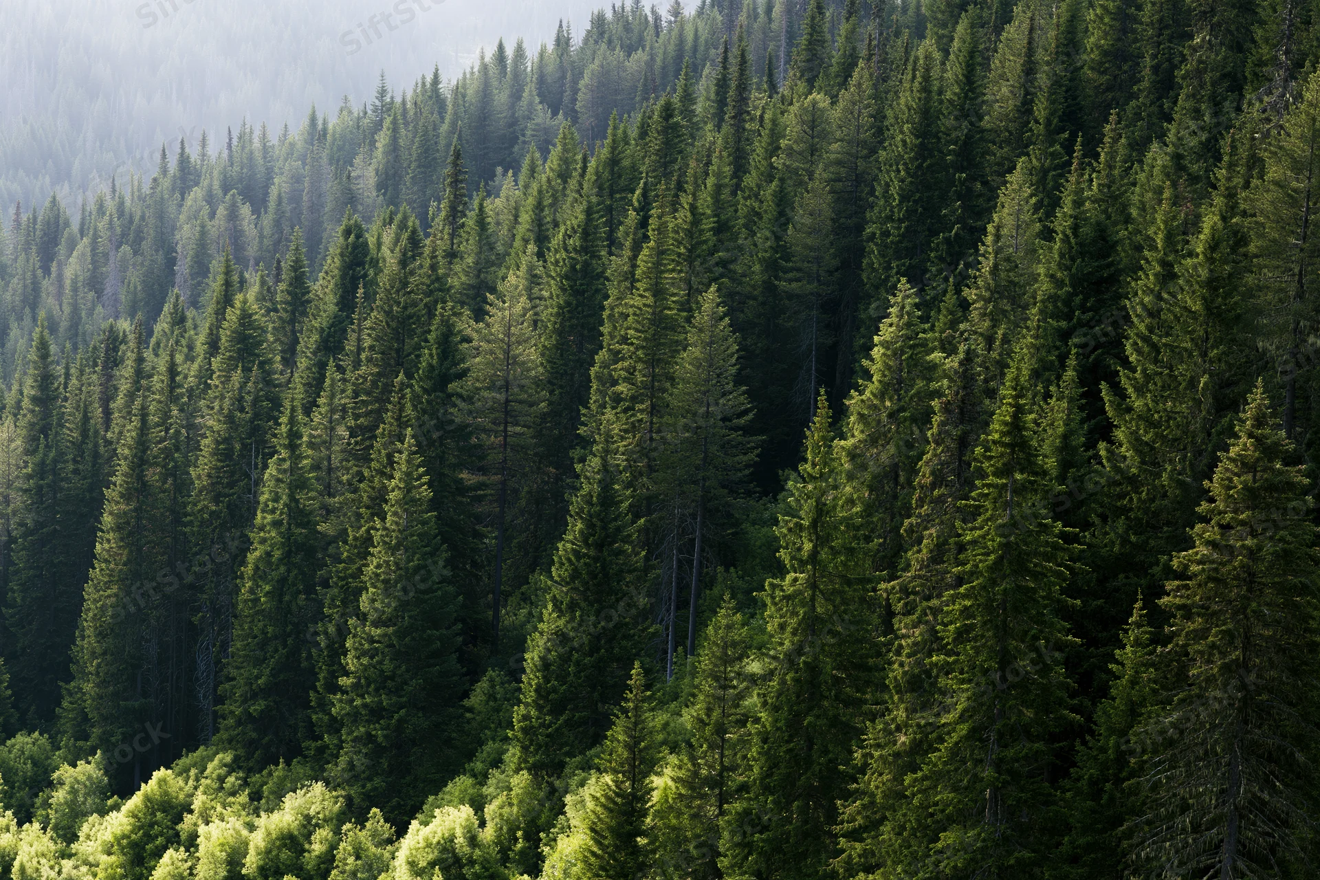 Dense conifer forest covering a mountain slope with tall evergreen trees and misty background