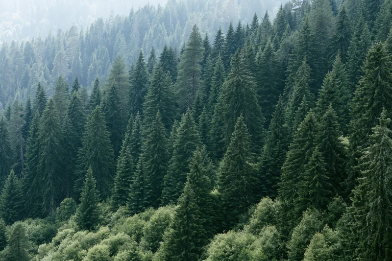 Dense conifer forest covering a mountain slope with tall fir and pine trees in natural landscape