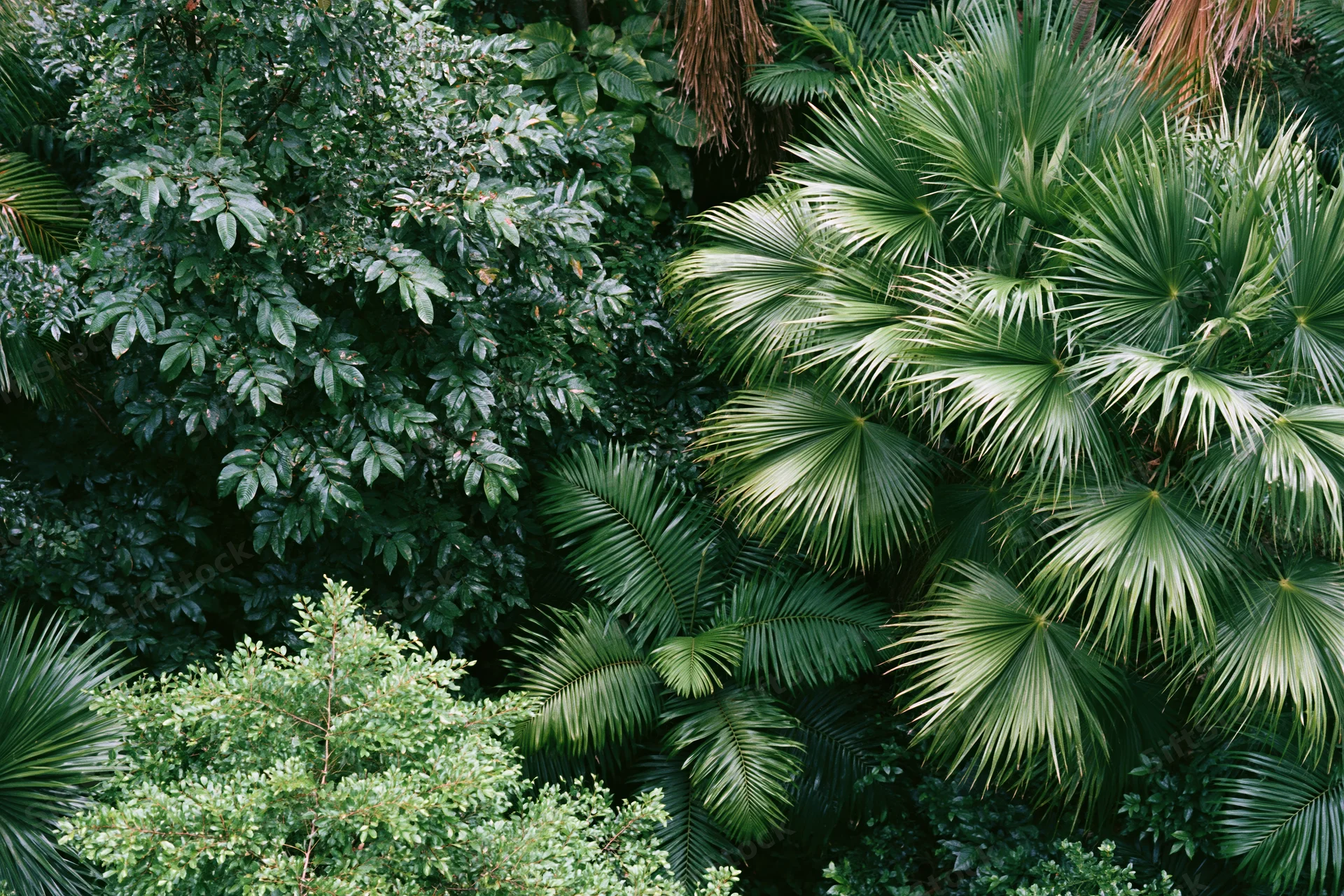 Dense tropical foliage with fan palms and broad leaves filling the frame