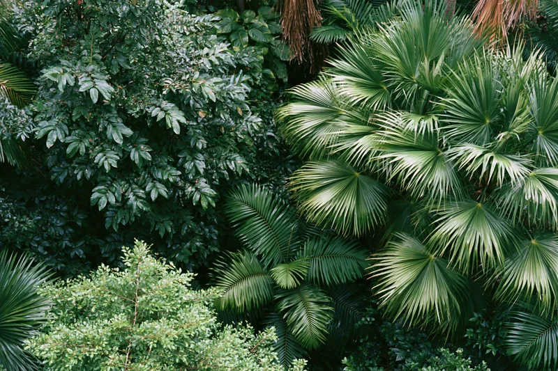 Dense tropical foliage with fan palms and broad leaves filling the frame