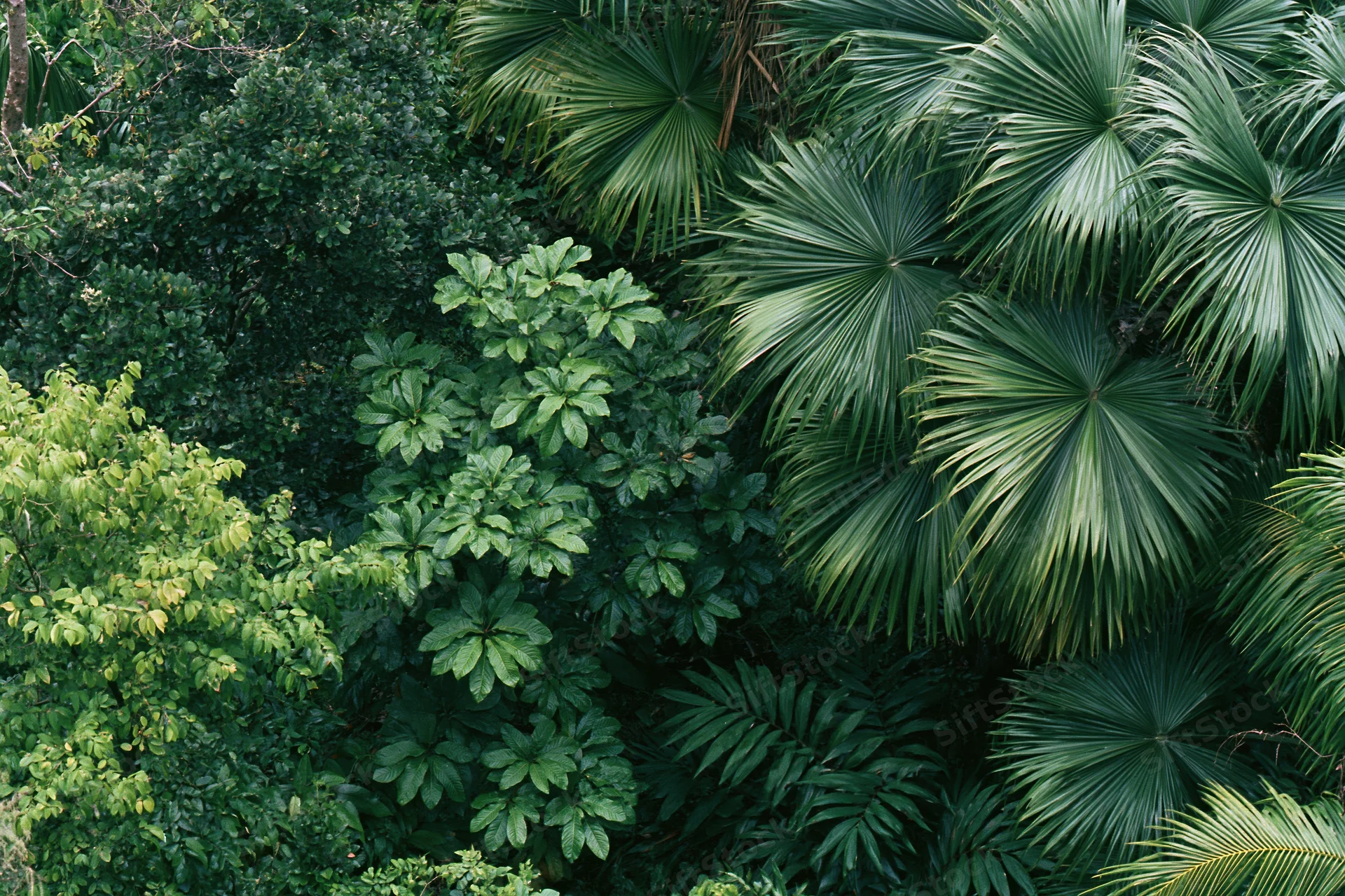 Dense tropical foliage with fan palms and broad leaves filling the frame