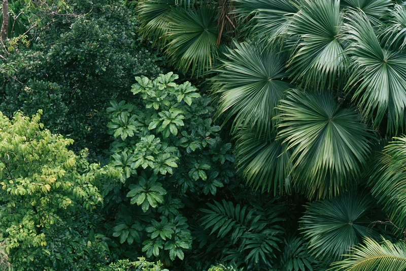Dense tropical foliage with fan palms and broad leaves filling the frame
